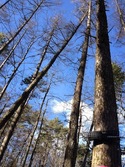 yamanakako from Fuji Iyashinomori Woodland Study Center, The University of Tokyo Forests (Yamanakako, Yamanashi)